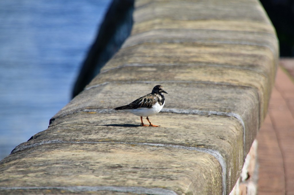 Foto: Puerto - Hondarribia (Gipuzkoa), España