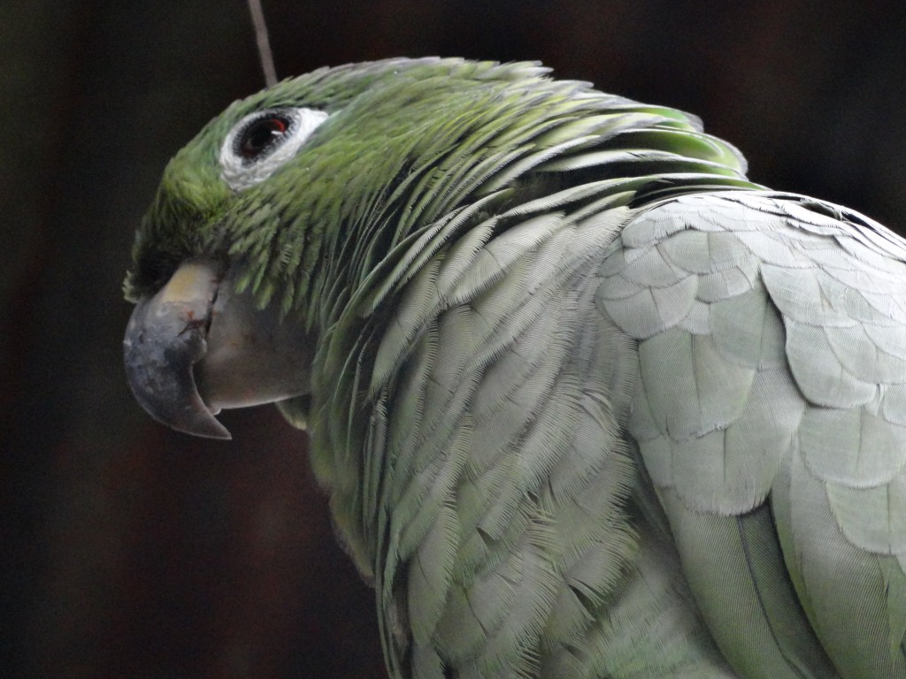 Foto: Loro de color verde - Shell (Pastaza), Ecuador