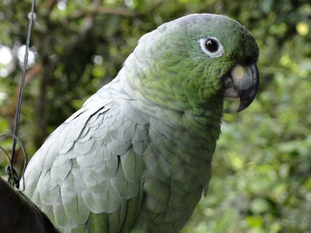 Foto: Loro de color verde - Shell (Pastaza), Ecuador