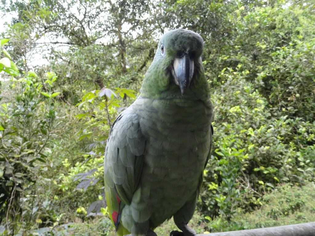 Foto: Loro Real - Shell (Pastaza), Ecuador