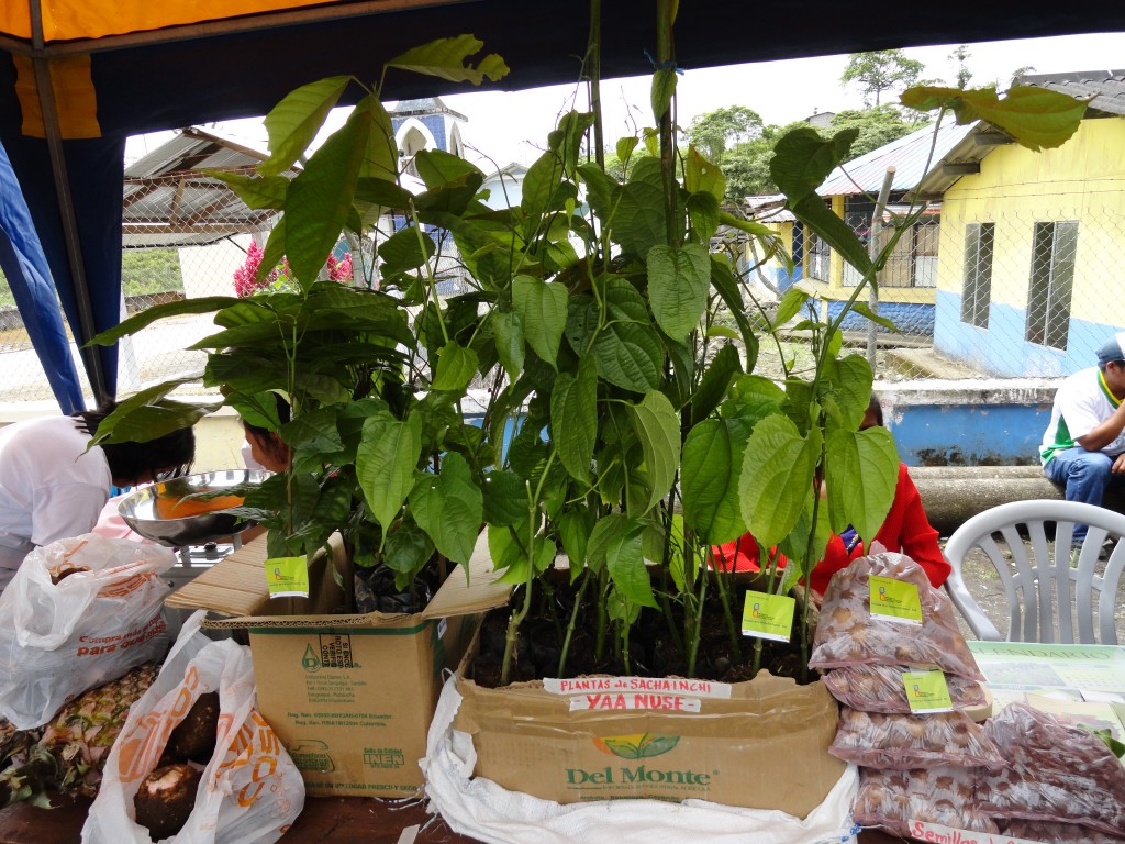 Foto: Plantas de maní - Simón Bolívar (Mushullacta) (Pastaza), Ecuador