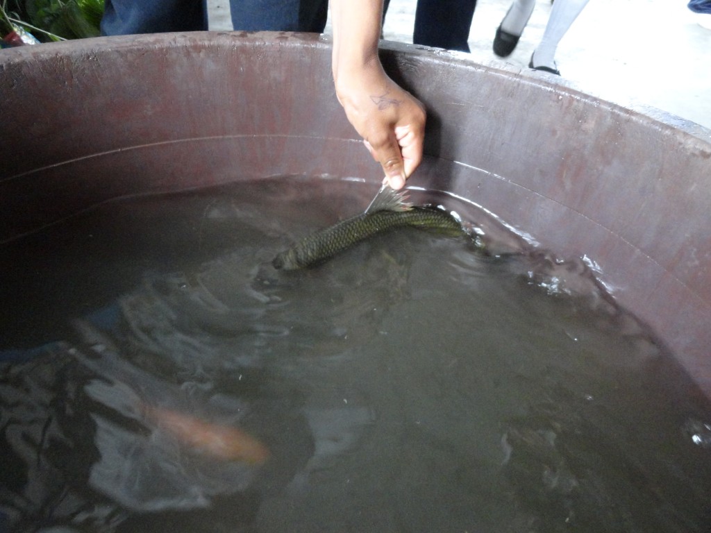 Foto: Peces - Simón Bolívar (Mushullacta) (Pastaza), Ecuador