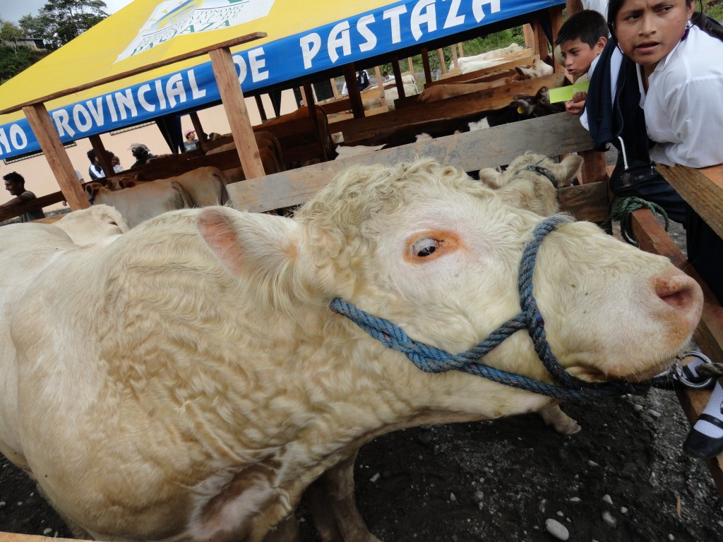 Foto: cemovientes - Simón Bolívar (Mushullacta) (Pastaza), Ecuador