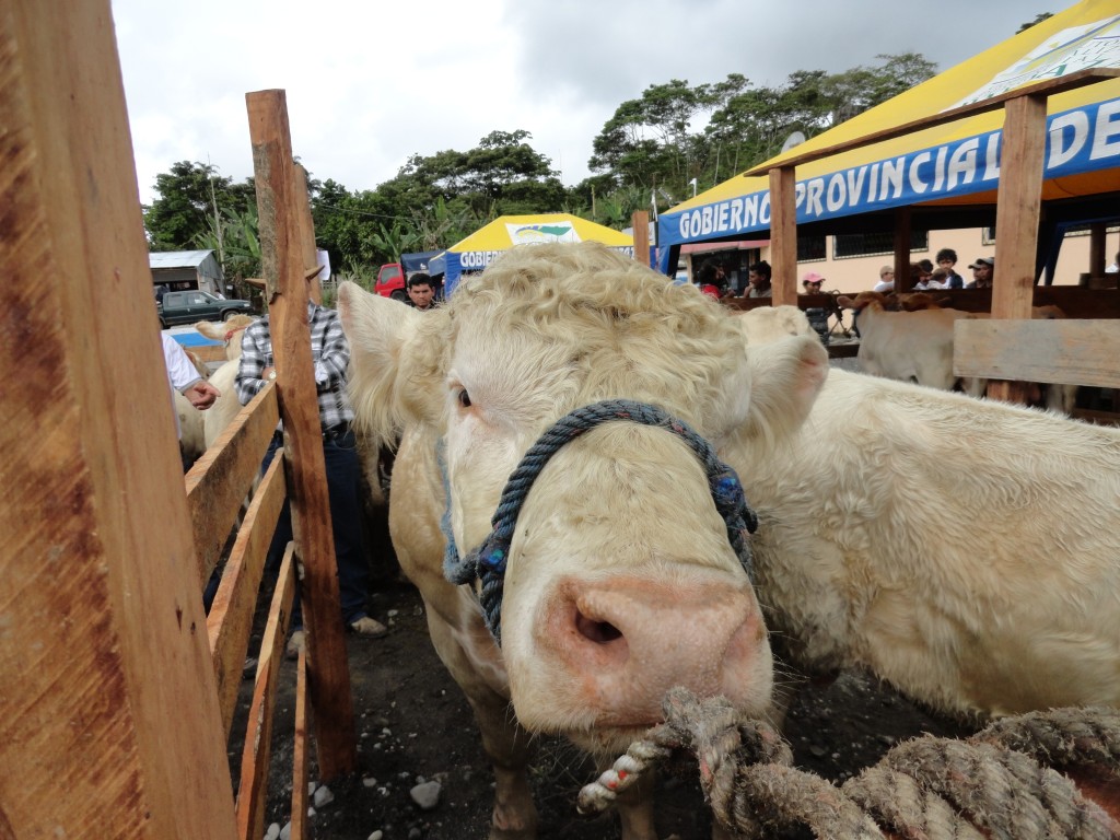 Foto: cemovientes - Simón Bolívar (Mushullacta) (Pastaza), Ecuador