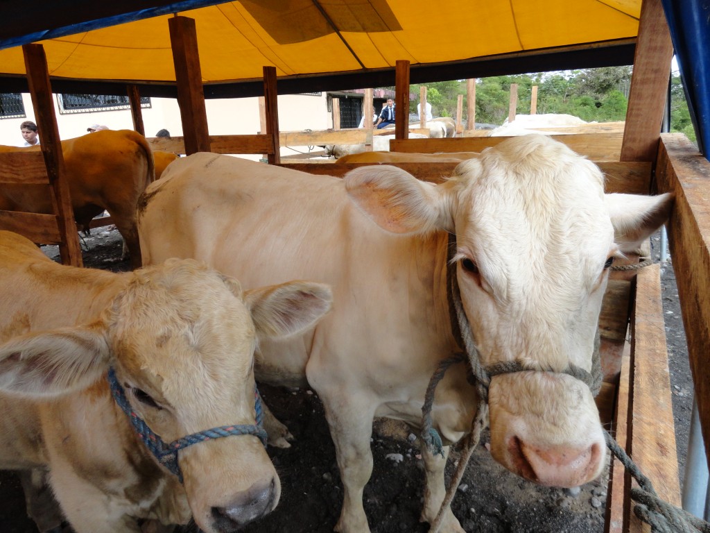 Foto: cemovientes - Simón Bolívar (Mushullacta) (Pastaza), Ecuador