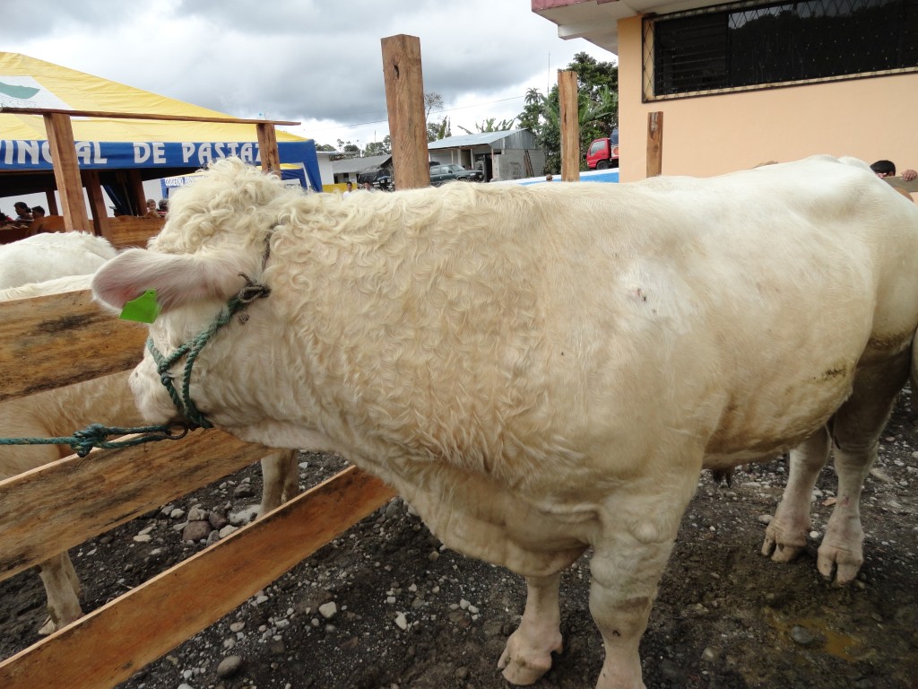 Foto: cemovientes - Simón Bolívar (Mushullacta) (Pastaza), Ecuador