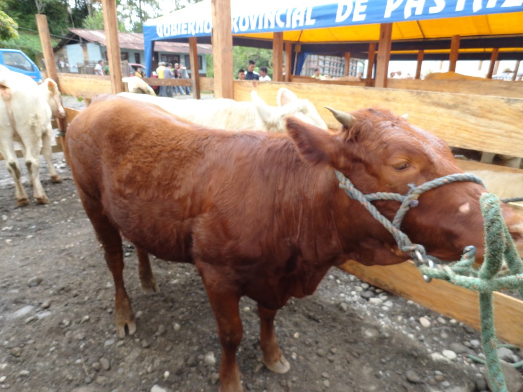 Foto: cemovientes - Simón Bolívar (Mushullacta) (Pastaza), Ecuador