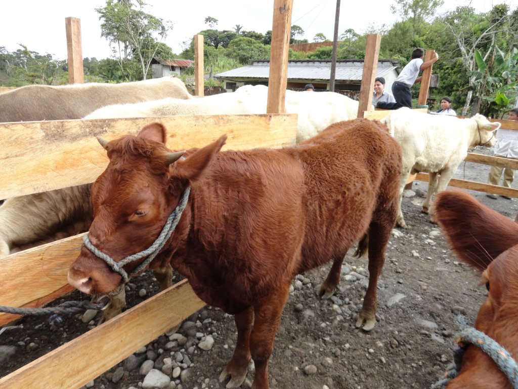 Foto: cemovientes - Simón Bolívar (Mushullacta) (Pastaza), Ecuador