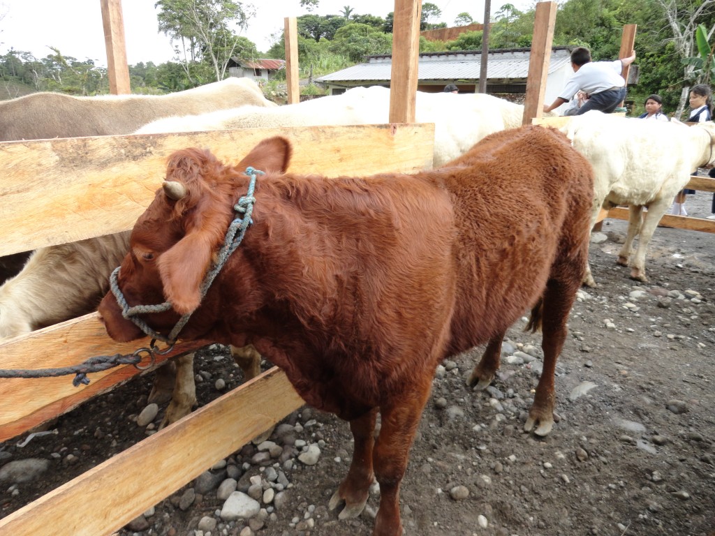 Foto: cemovientes de raza - Simón Bolívar (Mushullacta) (Pastaza), Ecuador