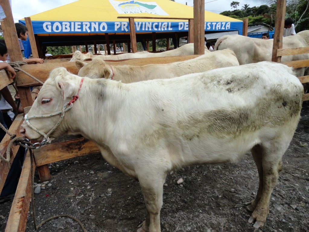 Foto: cemovientes de raza - Simón Bolívar (Mushullacta) (Pastaza), Ecuador