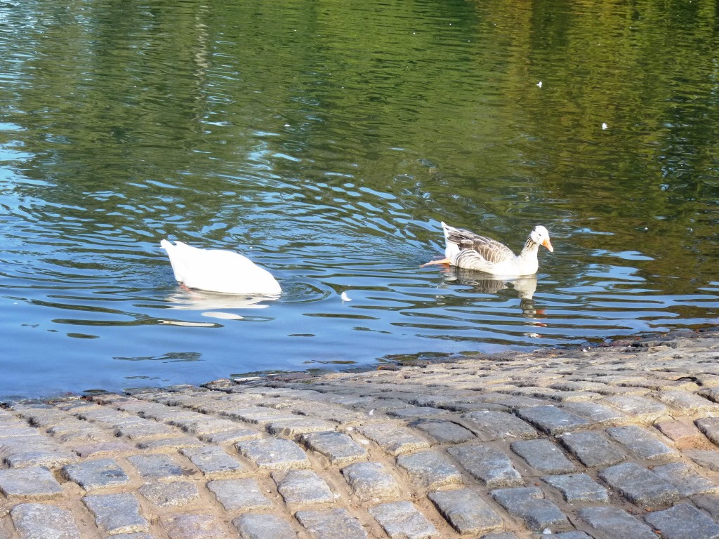 Foto: Lago de regatas - Palermo - Ciudad Autónoma de Buenos Aires (Buenos Aires), Argentina