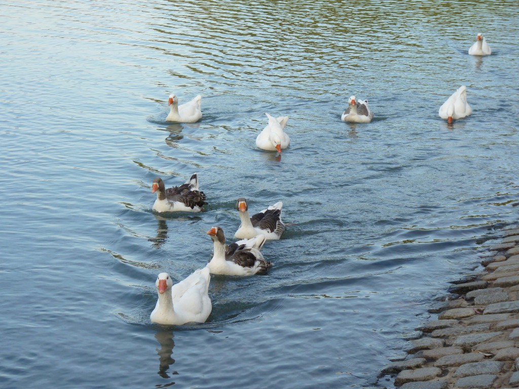 Foto: Lago de regatas - Palermo - Ciudad Autónoma de Buenos Aires (Buenos Aires), Argentina