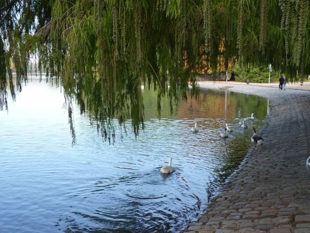 Foto: Lago de regatas - Palermo - Ciudad Autónoma de Buenos Aires (Buenos Aires), Argentina