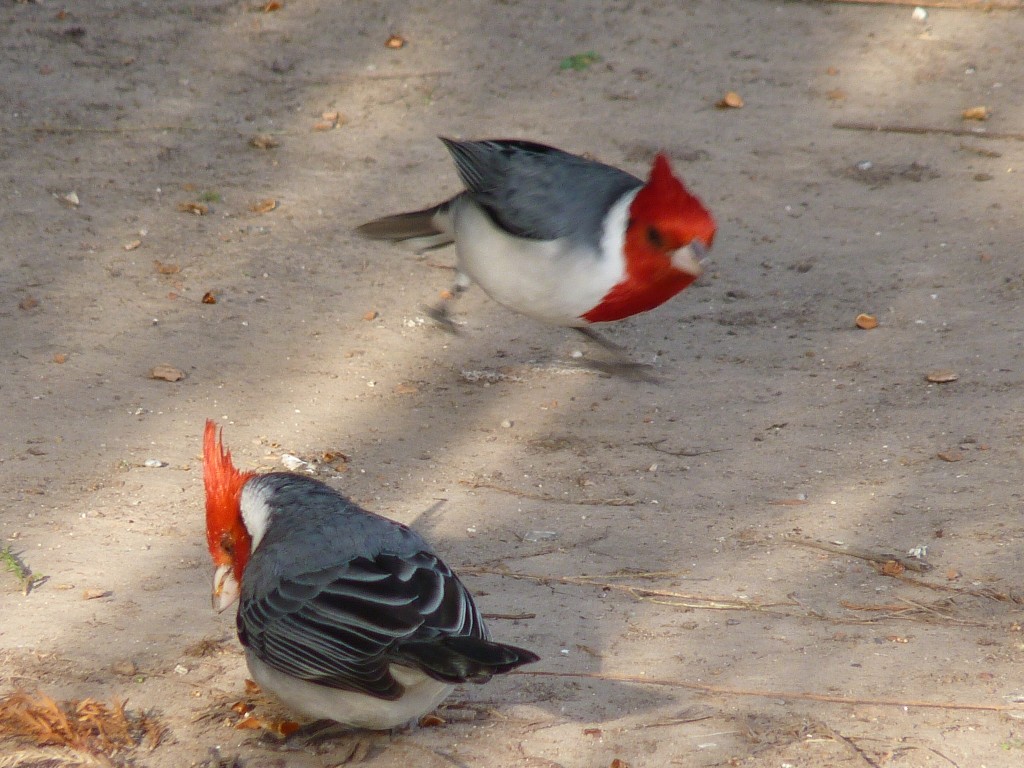 Foto: Cardenales - Ciudad Autónoma de Buenos Aires (Buenos Aires), Argentina