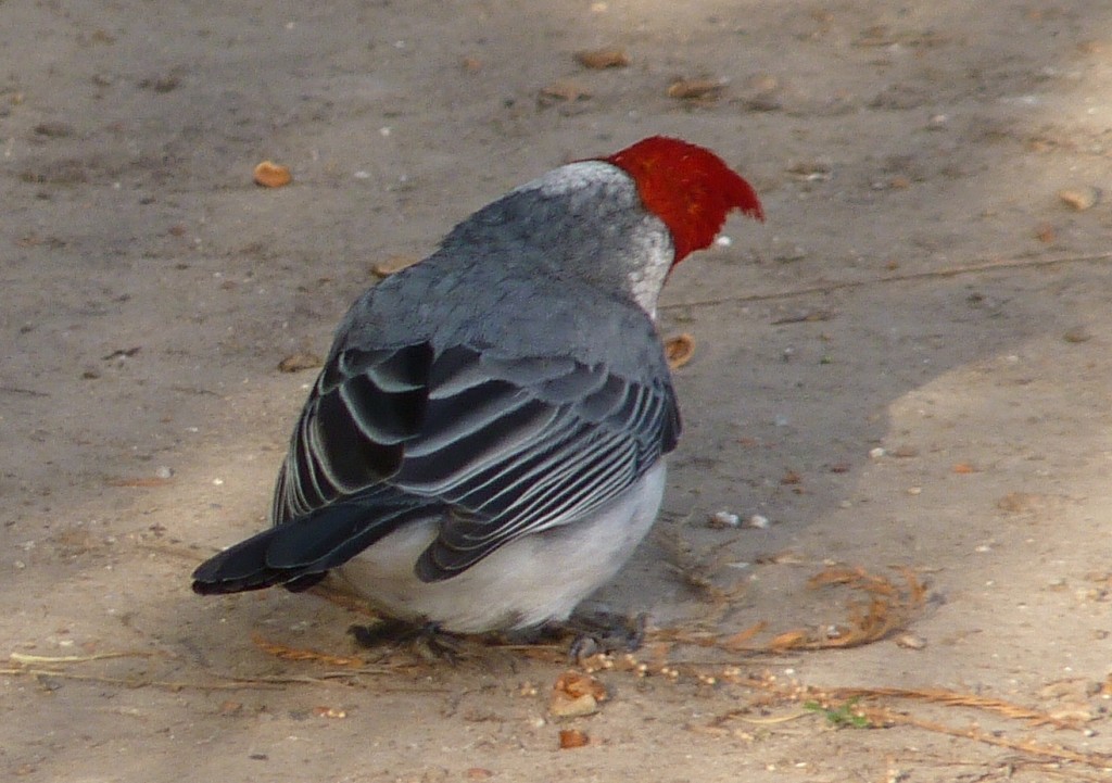 Foto: Cardenal - Ciudad Autónoma de Buenos Aires (Buenos Aires), Argentina