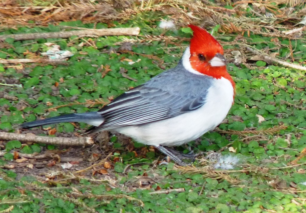 Foto: Cardenal - Ciudad Autónoma de Buenos Aires (Buenos Aires), Argentina