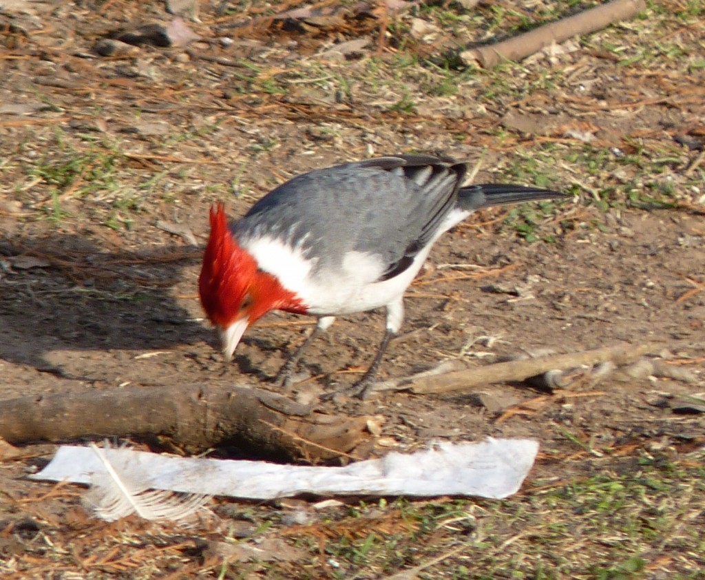 Foto: Cardenal - Ciudad Autónoma de Buenos Aires (Buenos Aires), Argentina