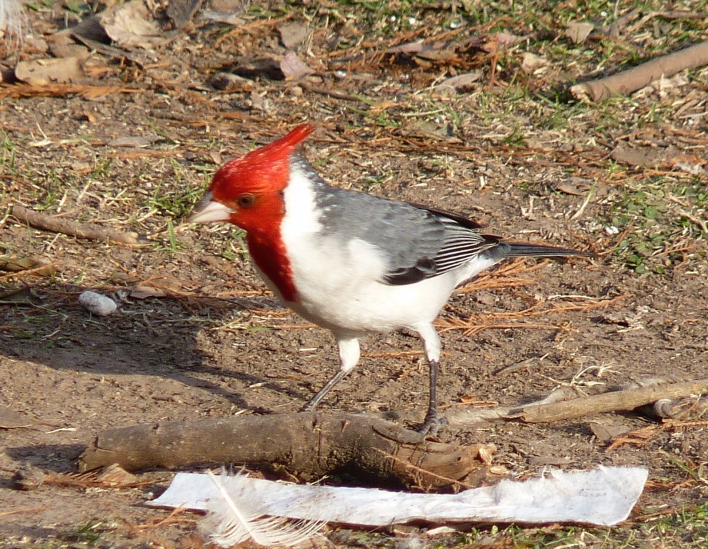 Foto: Cardenal - Ciudad Autónoma de Buenos Aires (Buenos Aires), Argentina