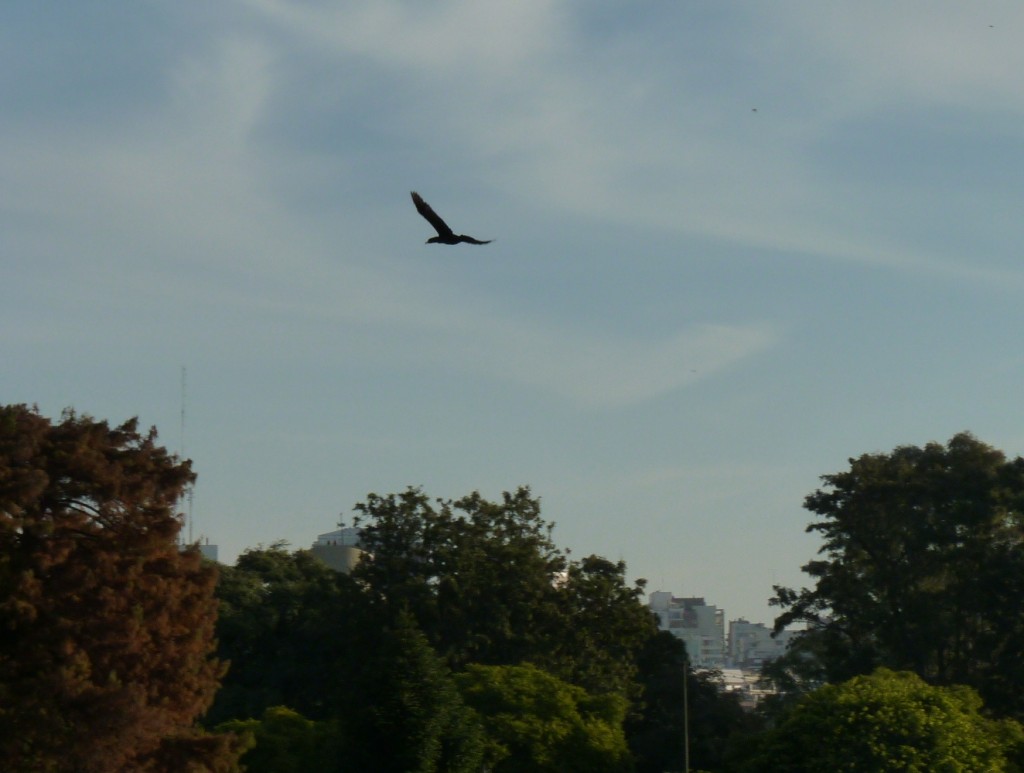 Foto: Biguá - Ciudad Autónoma de Buenos Aires (Buenos Aires), Argentina