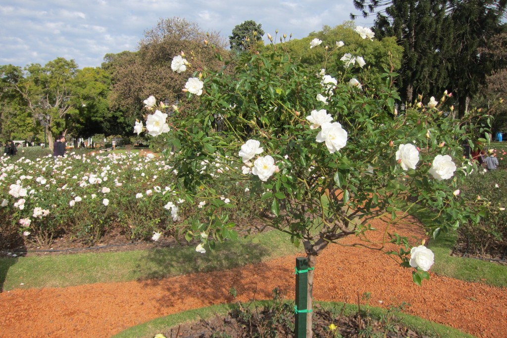 Foto: Parque Tres de Febrero. - Ciudad de Buenos Aires (Buenos Aires), Argentina