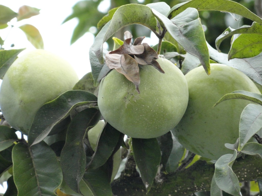 Foto: Sapote Blanco - Patate (Tungurahua), Ecuador