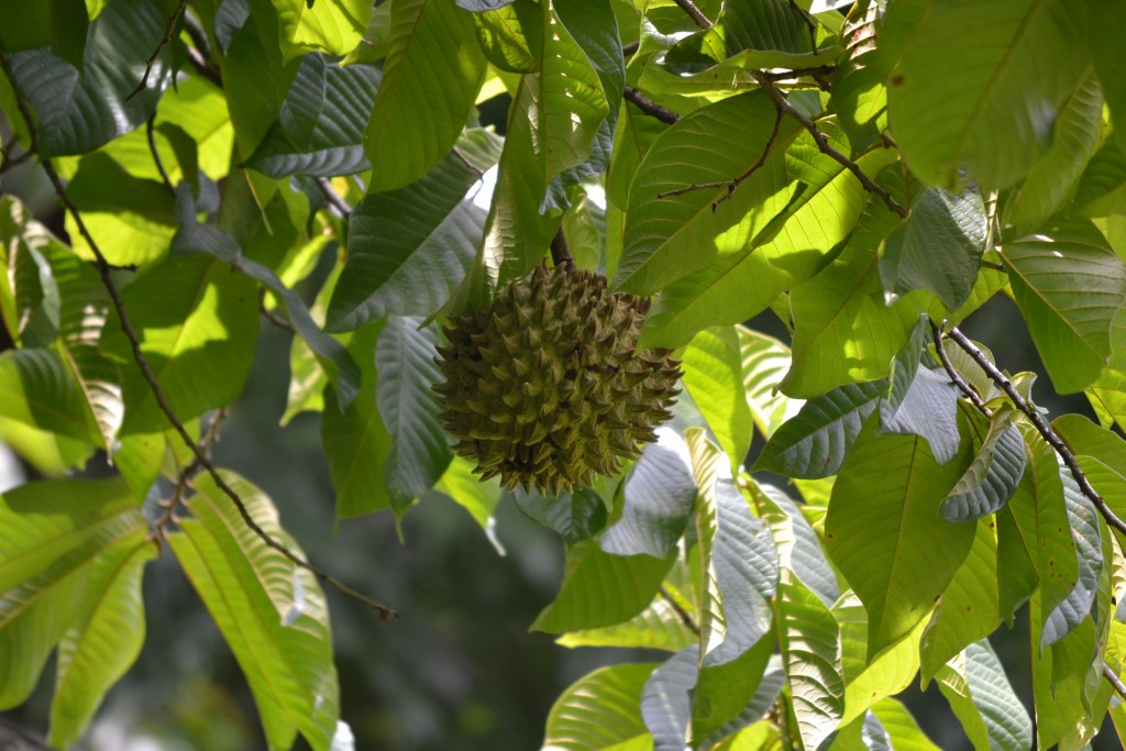 Foto de Nicoya (Guanacaste), Costa Rica