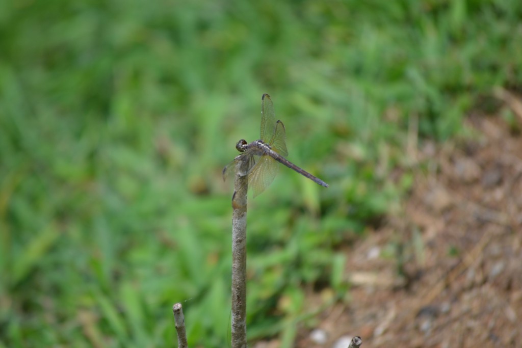 Foto de Nicoya (Guanacaste), Costa Rica