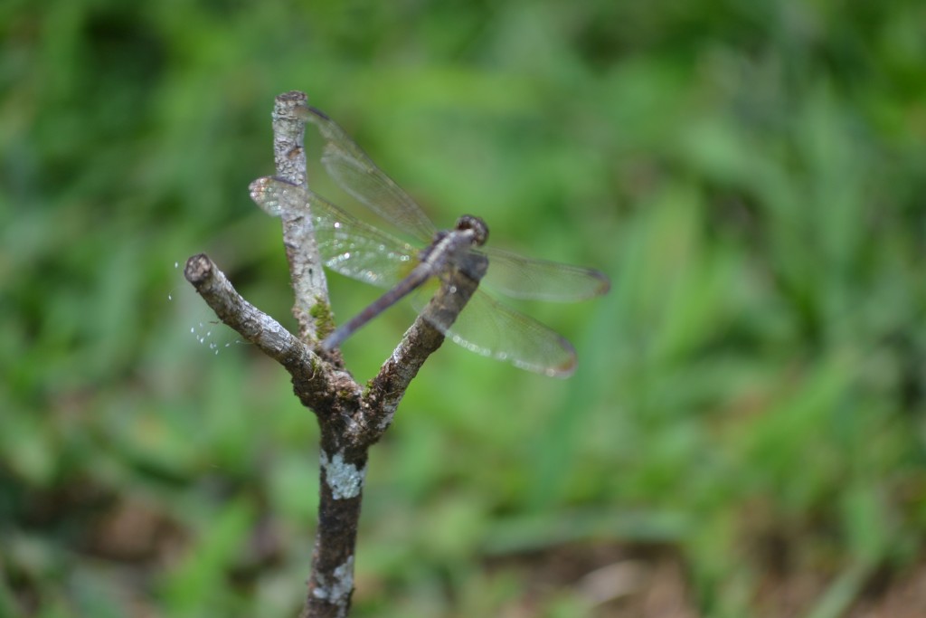 Foto de Nicoya (Guanacaste), Costa Rica