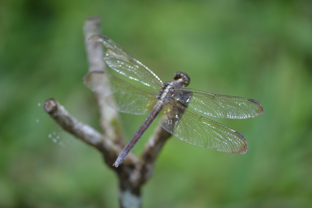 Foto de Nicoya (Guanacaste), Costa Rica