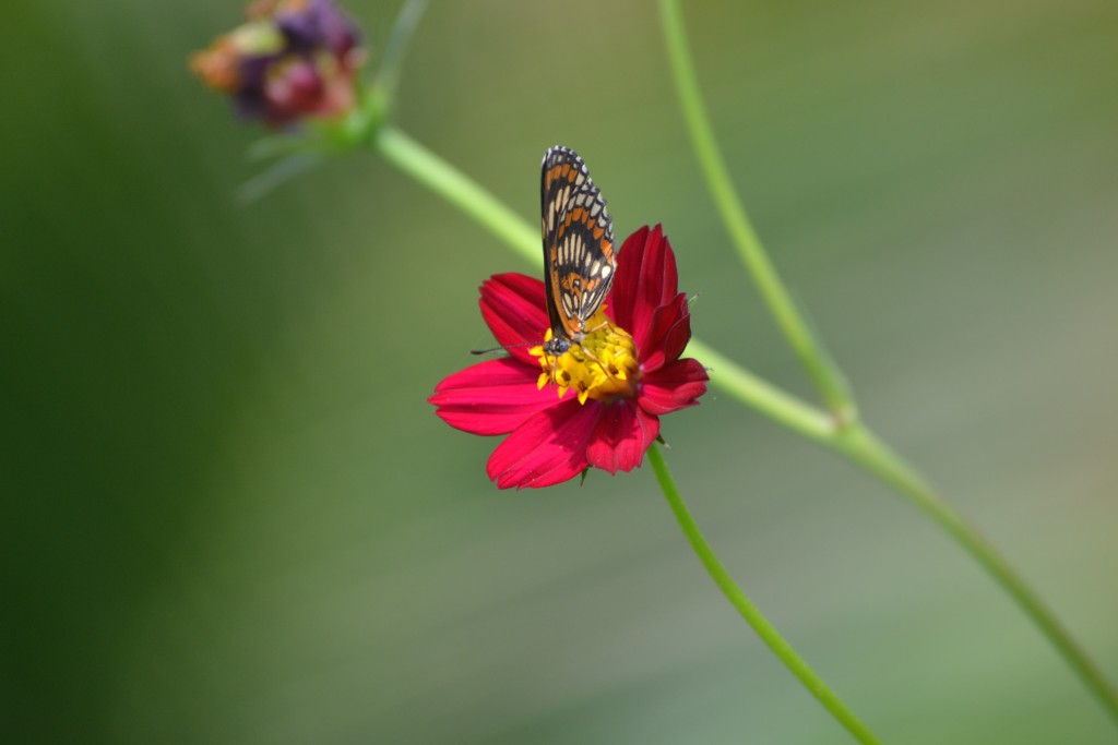 Foto de Nicoya (Guanacaste), Costa Rica