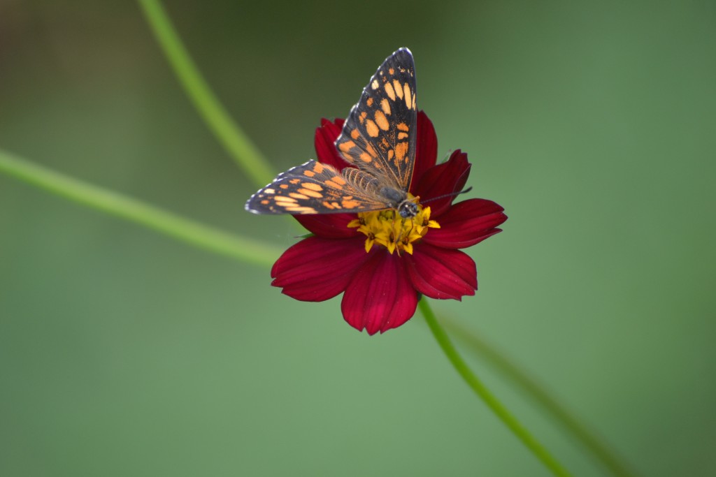 Foto de Nicoya (Guanacaste), Costa Rica