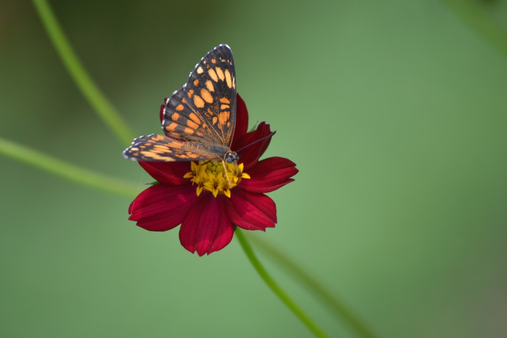 Foto de Nicoya (Guanacaste), Costa Rica