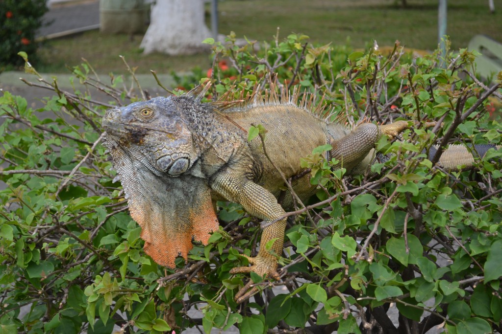 Foto de Filadelfia De Carrillos (Guanacaste), Costa Rica