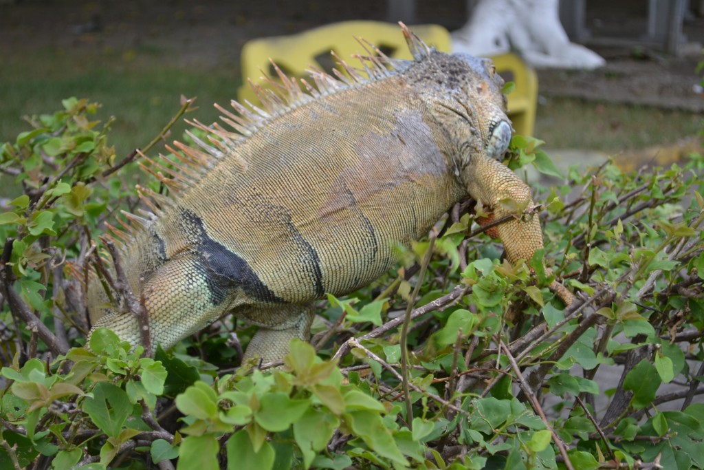 Foto de Filadelfia De Carrillos (Guanacaste), Costa Rica