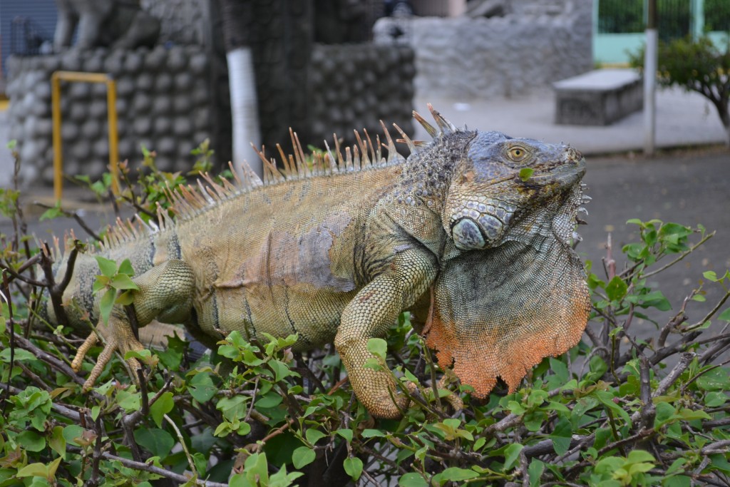 Foto de Filadelfia De Carrillos (Guanacaste), Costa Rica