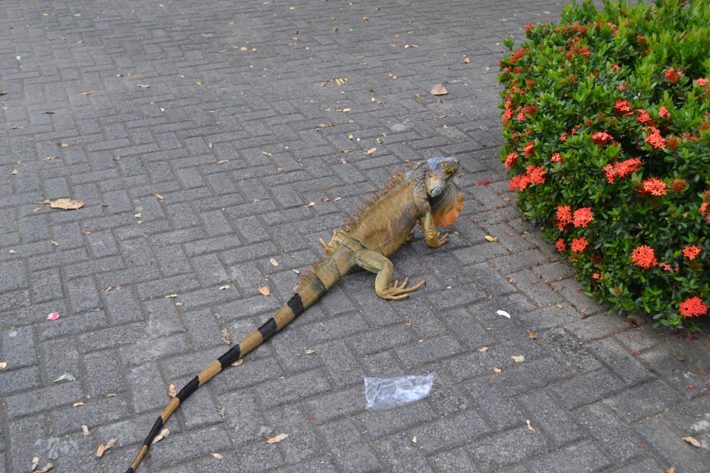 Foto de Filadelfia De Carrillos (Guanacaste), Costa Rica