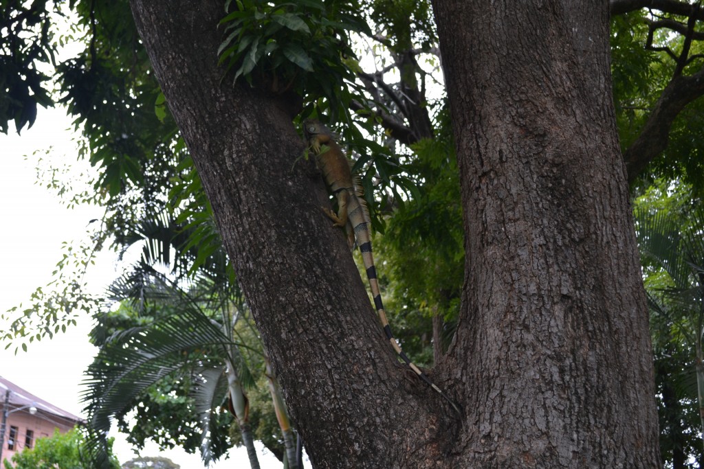 Foto de Filadelfia De Carrillos (Guanacaste), Costa Rica