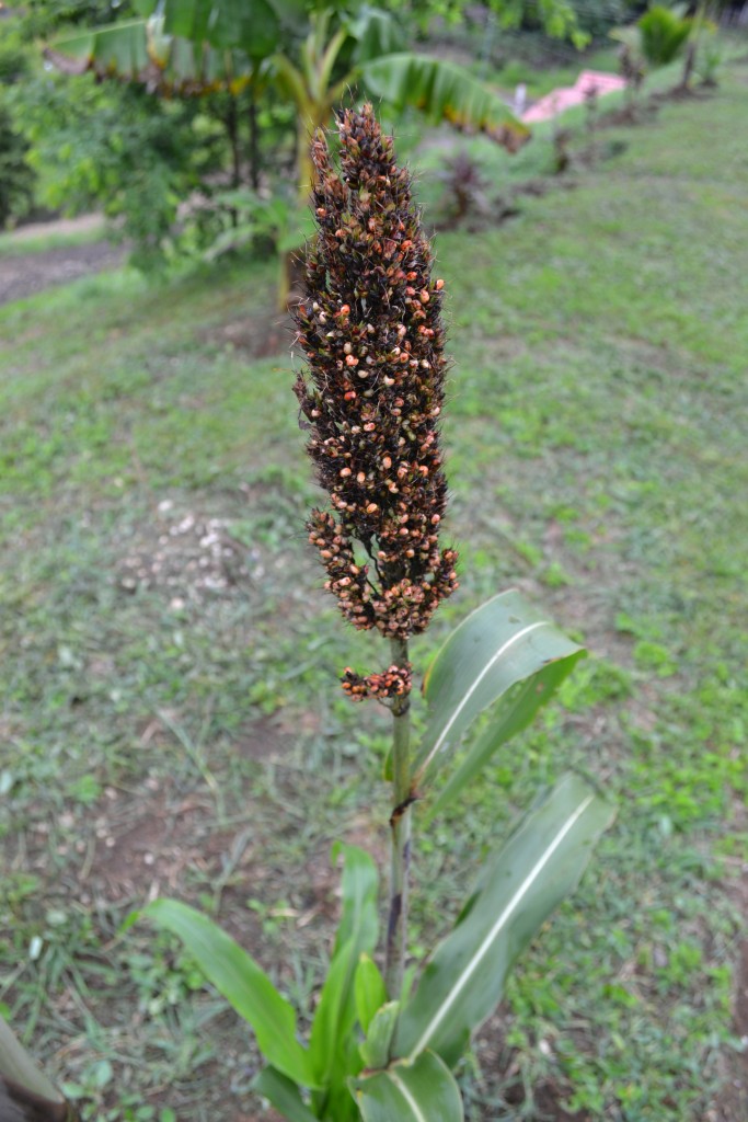 Foto de Nicoya (Guanacaste), Costa Rica