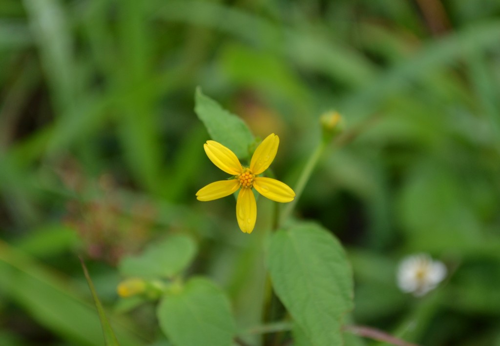 Foto de Nicoya (Guanacaste), Costa Rica