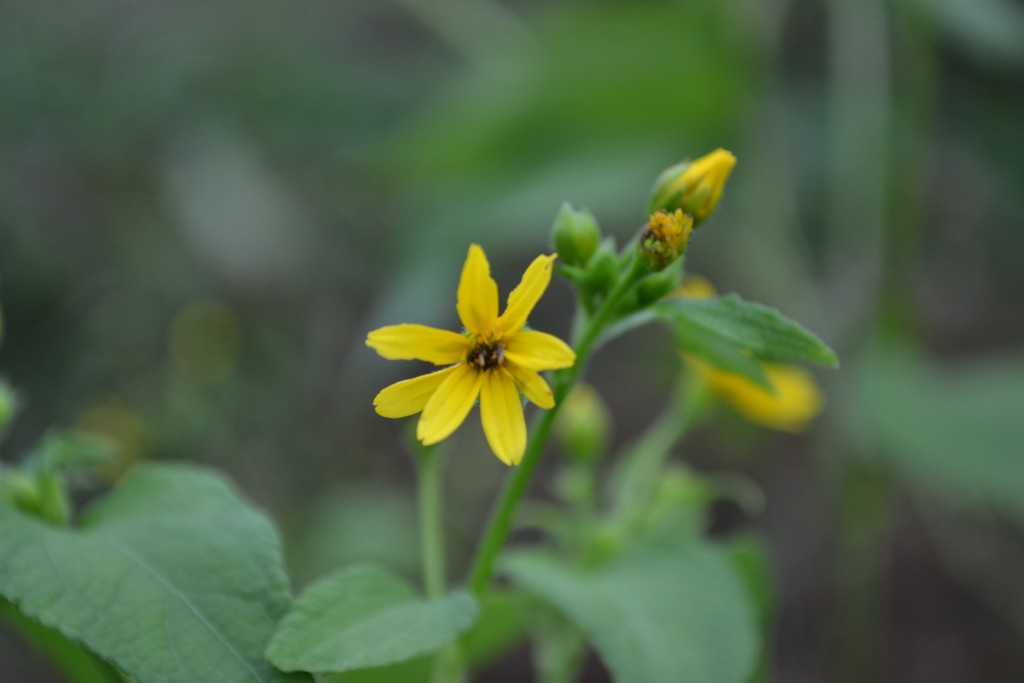 Foto de Nicoya (Guanacaste), Costa Rica