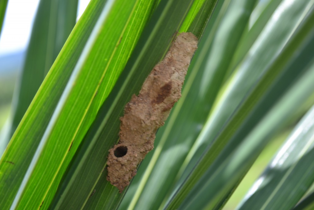 Foto de Nicoya (Guanacaste), Costa Rica