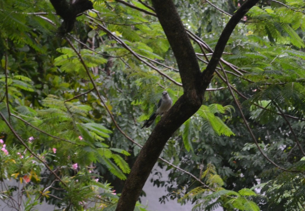 Foto de Filadelfia De Carrillos (Guanacaste), Costa Rica