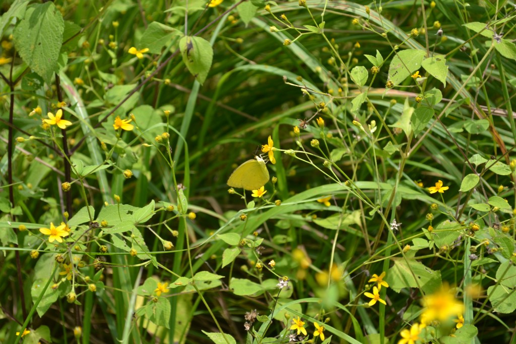 Foto de Nicoya (Guanacaste), Costa Rica