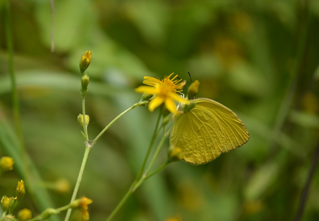 Foto de Nicoya (Guanacaste), Costa Rica