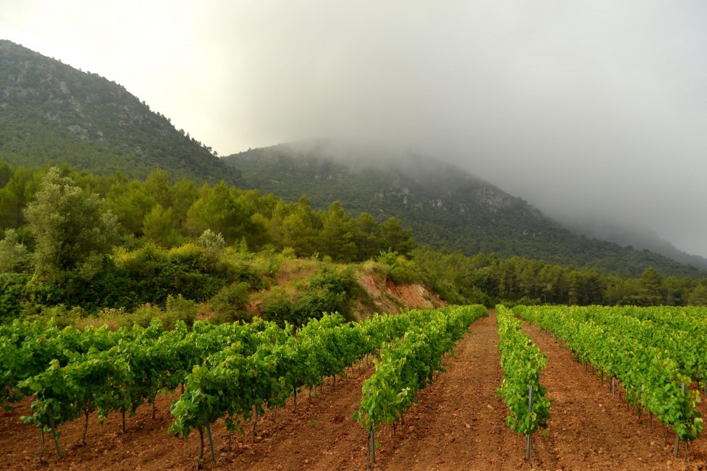 Foto: Viñas - El Montmell (Tarragona), España