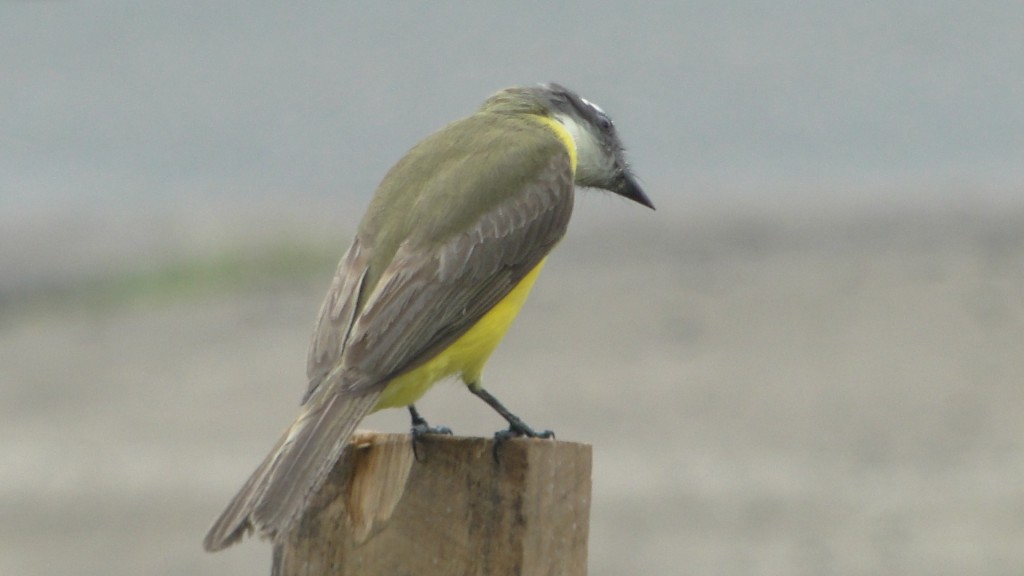 Foto de Upala (Alajuela), Costa Rica