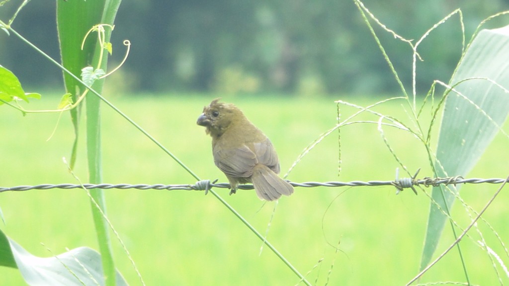 Foto de Upala, Costa Rica