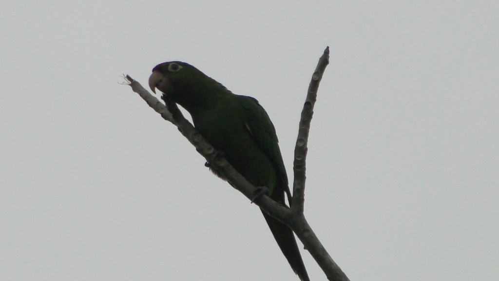 Foto: Naturalez - Upala (Alajuela), Costa Rica