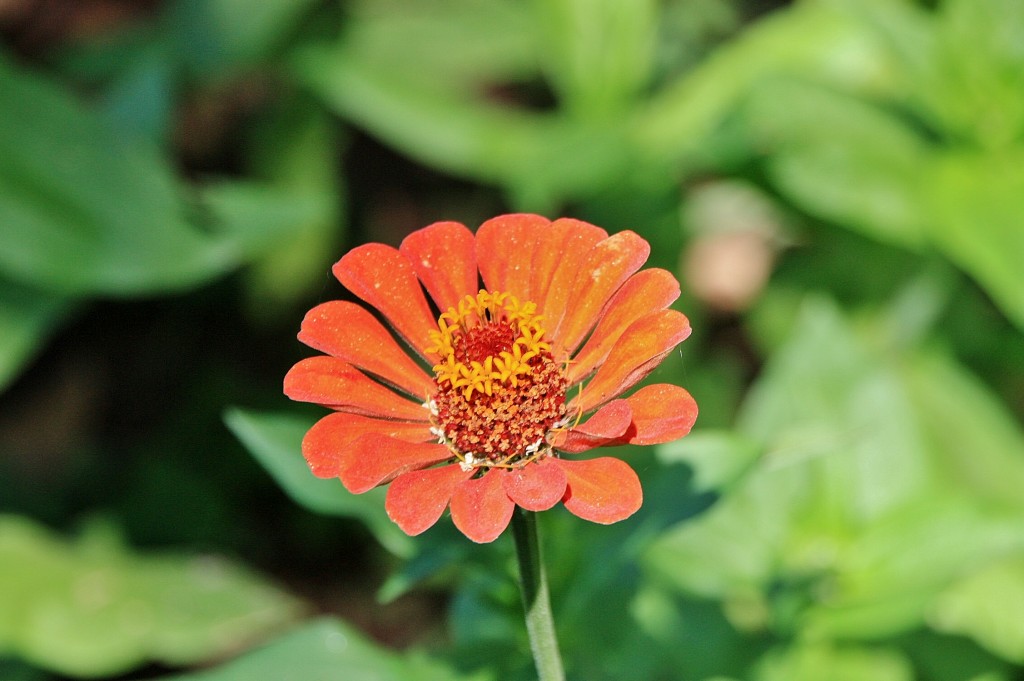 Foto: Jardín del castillo - Tavira (Faro), Portugal