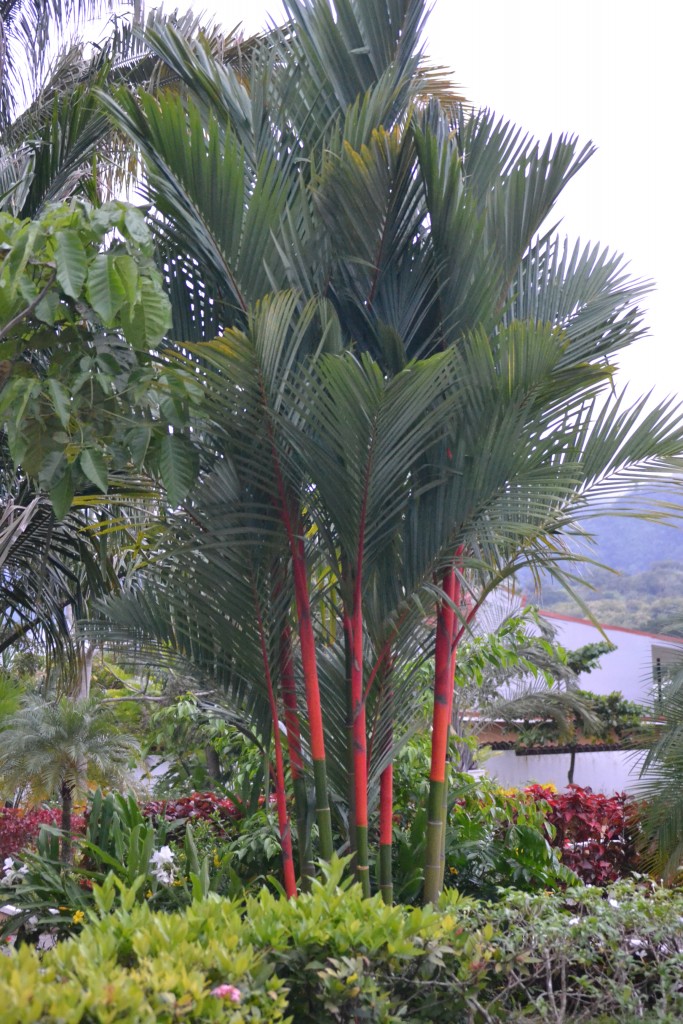 Foto de Jacob (Puntarenas), Costa Rica